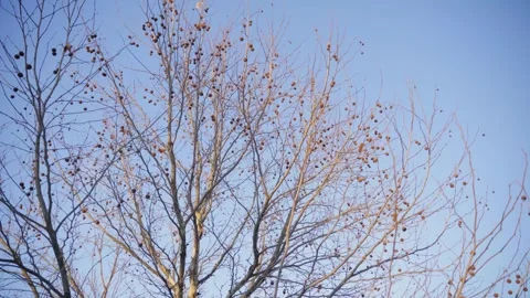 Gentle upward camera motion capturing a tall bare tree with scattered round seed Vidéo 322063427