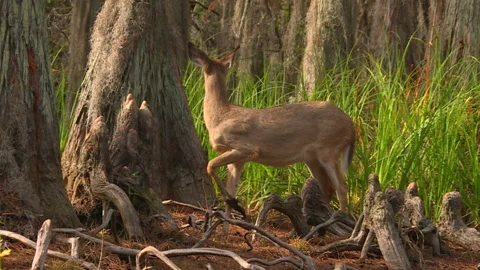 A Gentle Wanderer of the Okefenokee Wilds Stock Footage 343744835