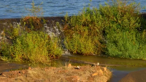 Gentle watefall over weir Stockbeeldmateriaal 168344055