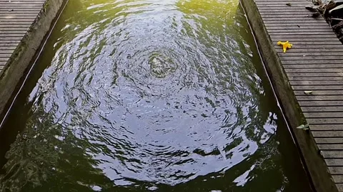Gentle Water Dance. Vibrating Pond Surface. Pond Gentle Vibrations Stock Footage 306074060