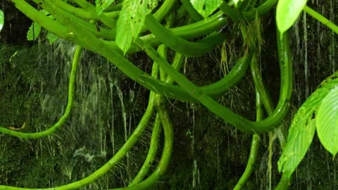 Gentle Water Flows Over Moss. Closeup View Of Tranquil Moss Surface Video stock 330082946
