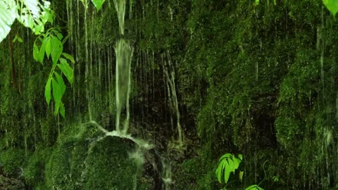 Gentle Water Flows Over Moss. Closeup View Of Tranquil Moss Surface Vídeo Stock 331099040