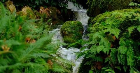 Gentle waterfall winds its way through mossy rocks, dense ferns tropical forest Stock Footage 309654531