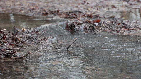 Gentle Waters of a Small Stream Flow Along a Forest Floor Surrounded by Lingerin Stock Footage 315354722