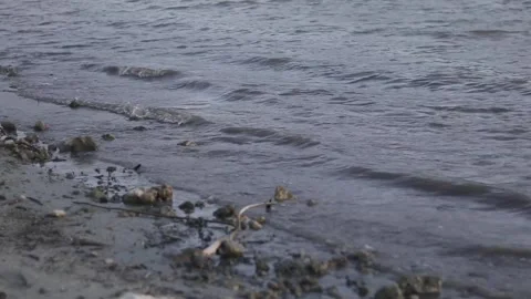 Gentle Waves at the Lake Stock Footage 252561567