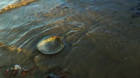 Gentle Waves Lap Over Nantucket Bay Scallop Shell On Shore Video stock 61177387