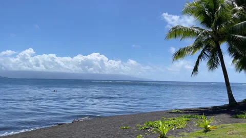 Gentle waves lapping against a black sand beach with a coconut palm tree in Fren Stock Footage 218331598