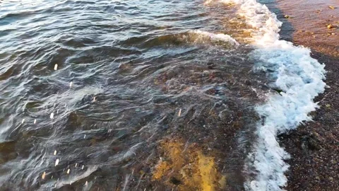 Gentle Waves Rippling Over Pebble Beach at Sunset with Golden Sunlight Video stock 332015111