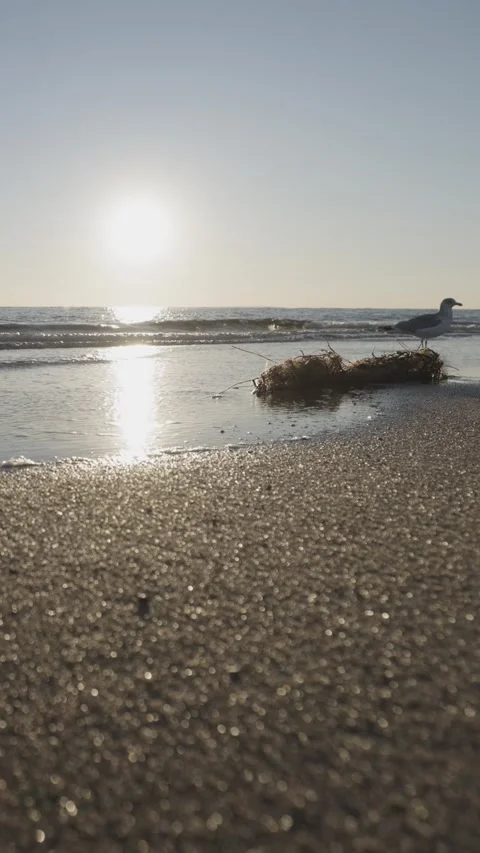 Gentle waves rolling on sandy beach on a sunny day. Stock Footage 304160432