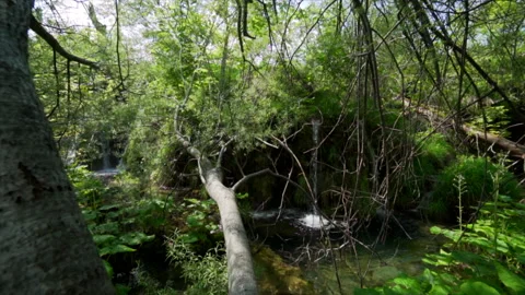 Gentle waves under soft light on Plitvice lake Video stock 319767504