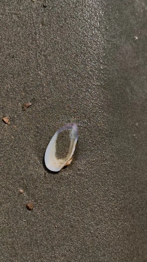 Gentle Waves Washing Around a Seashell Vídeo Stock 344957525