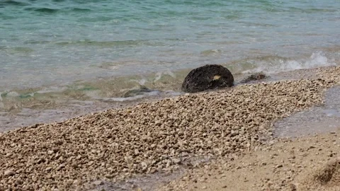 Gentle waves washing over pebble beach Видео 333769317