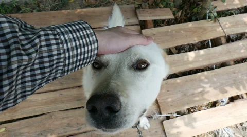 Gentle white dog Stock Footage 64176892