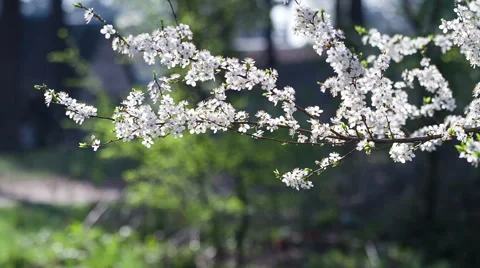 Gentle white flowers of fruit tree. Stock-Footage 62379074