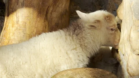 Gentle White Lamb Rests Quietly Near Wooden Logs in a Sunny Pen Stock Footage 335397647