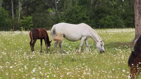 Gentle white mare standing alongside brown foal, grazing together among blooming Vidéo 315358899
