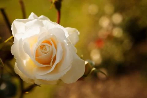 Gentle white rose Stock Photos