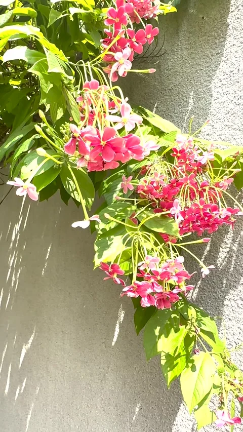 Gentle wind blowing Rangoon creeper flowers cascading down the wall Stock Footage 329236017