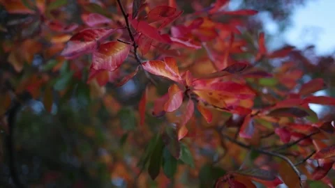 Gentle wind blowing on red autumn leaves Stock Footage 336520575