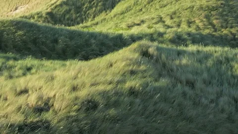 Gentle wind blowing through grassy hills 스톡 동영상 338086417
