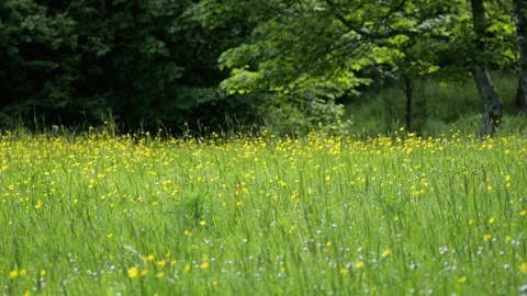 Gentle wind blowing through green meadow with yellow flowers Stock-Footage 337736381