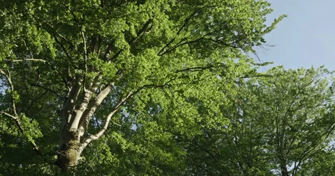 Gentle wind blowing through green leaves of a tree Vídeo Stock 339065851