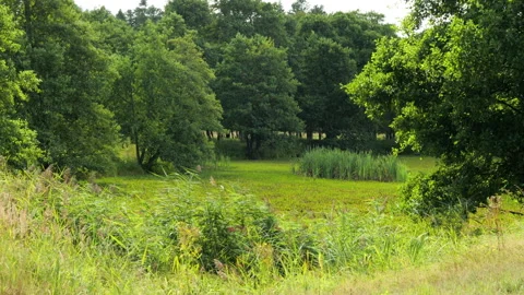Gentle wind blowing through green forest marsh Stock Footage 343853784