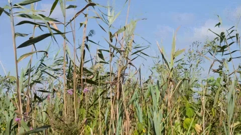 Gentle Wind Blowing Through Lush Green Reeds Under Blue Sky Vidéo 301919208