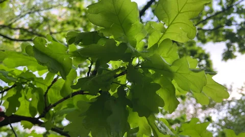 Gentle Wind Blowing Through Oak Leaves Stock Footage 310139183