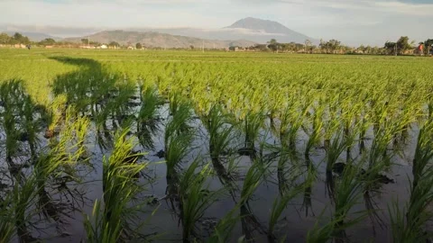 Gentle wind blows across a lush rice field with a serene mountain Stock Footage 248394012