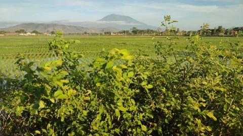 Gentle wind blows t rice fields and distant mountains Stock Footage 248393191