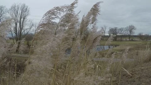 Gentle wind dances through the tall weeds Stock Footage 300375966
