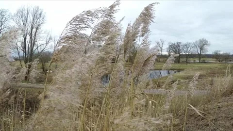 Gentle wind dances through the tall weeds Stock Footage 300376004