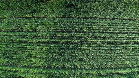 Gentle wind flows over a vast wheat field Видео 295031243