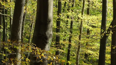 A gentle wind moves the leaves of beech trees at the beginning of autumn. Stock Footage 269138190