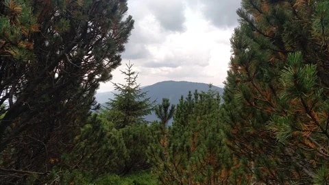 Gentle wind moves tree Juniper path in mountain Hiking through Karpathians Stock Footage 116721063