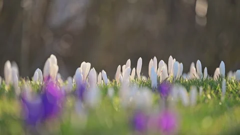 Gentle wind moves white crocuses in green meadow, spring sunlight fills the Stock Footage 299857886