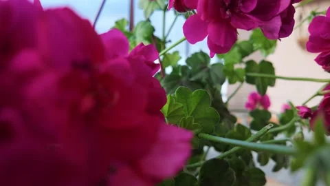 Gentle Wind Moving Red Balcony Flowers Slow Motion Stock-Footage 335097588