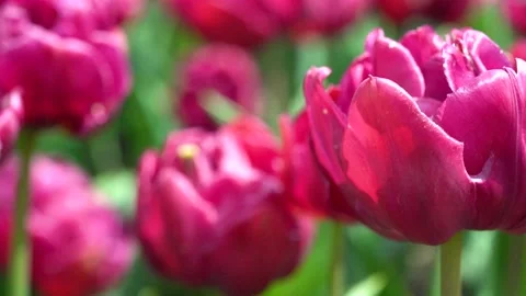 Gentle wind moving through field with many pink tulips in spring Video stock 239523747