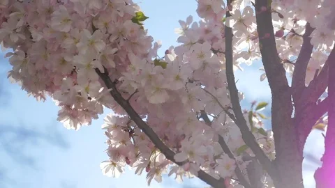 Gentle wind moving tree with pink blooming flowers. Stock Footage