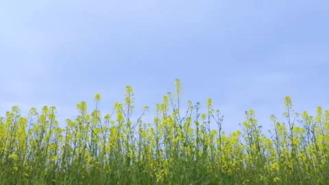 Gentle Wind Over Canola Field Japan 55 Sec Peaceful Nature Motion Video Stock Footage 336714217