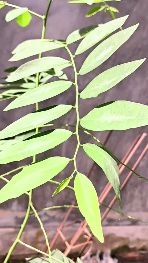 Gentle wind shakes the leaves. Stock-Footage 322557171