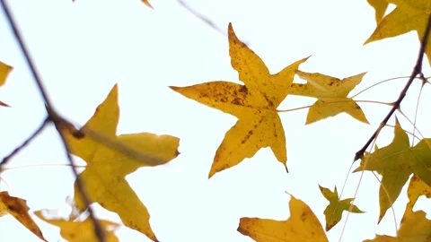 Gentle Wind Swaying Red Maple Leaves Closeup Stock Footage 320927713