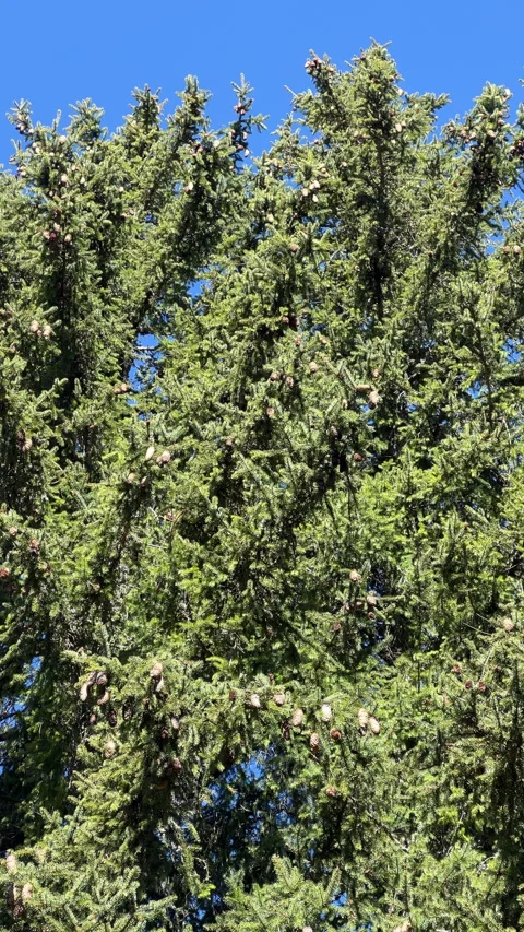 Gentle Wind Swaying Tree Tops with Pine Cones and Blue Sky Stock Footage 307696505