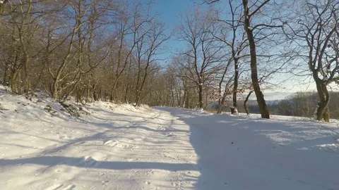 Gentle winter flight in an oak forest. Snowy forest road. Well-lit fine trees. Stock Footage 71717295