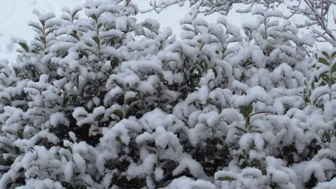 Gentle Winter Snowfall on Lush Greenery Video stock 331483355