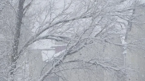 Gentle Winter Snowfall Through the Trees A Truly Serene and Breathtaking Scene Stock Footage 341037454