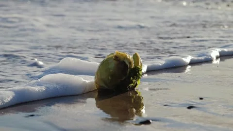 Gentle winter surf envelopes abandoned cabbage creating an unusual coastal Stock Footage 340596205