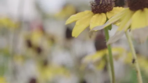 Gentle Yellow Flower Stock Footage 202988979
