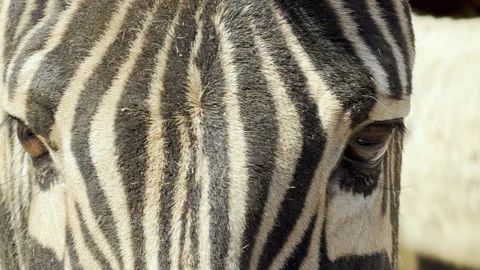 Gentle Zebra Blinks Calmly Amidst the Cheerful Singing of Birds at the Zoo Stock Footage 333768035